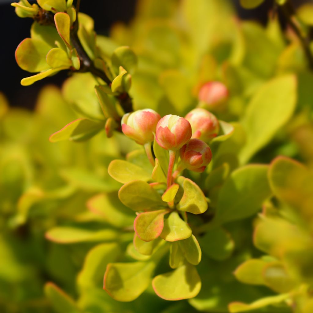 Berberis thunbergii Tiny Gold - Epine vinette