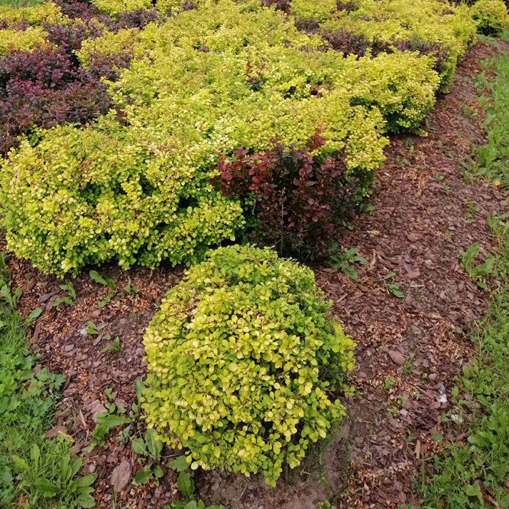 Berberis thunbergii Tiny Gold - Epine vinette