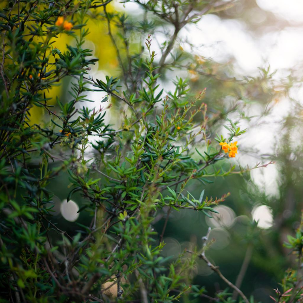 Berberis x stenophylla - Épine-vinette à feuilles étroites 