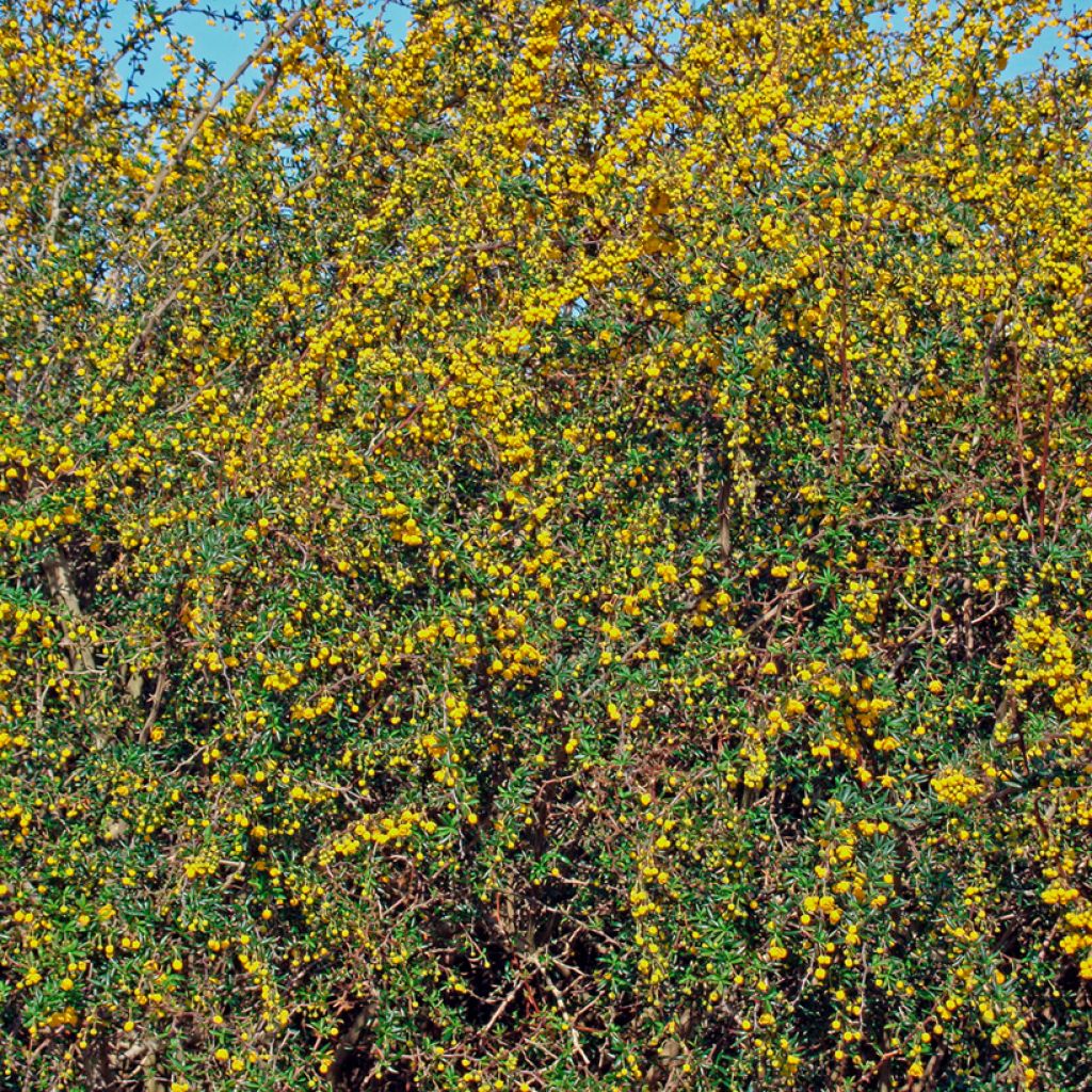 Berberis x stenophylla - Épine-vinette à feuilles étroites 