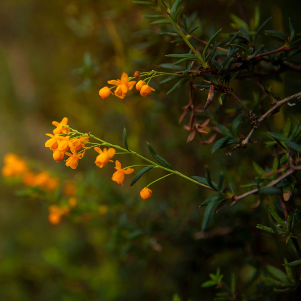 Berberis x stenophylla - Épine-vinette à feuilles étroites 