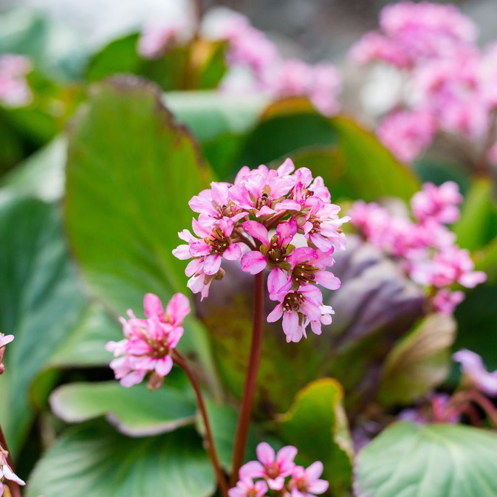 Bergenia Rotblum - Plante des savetiers