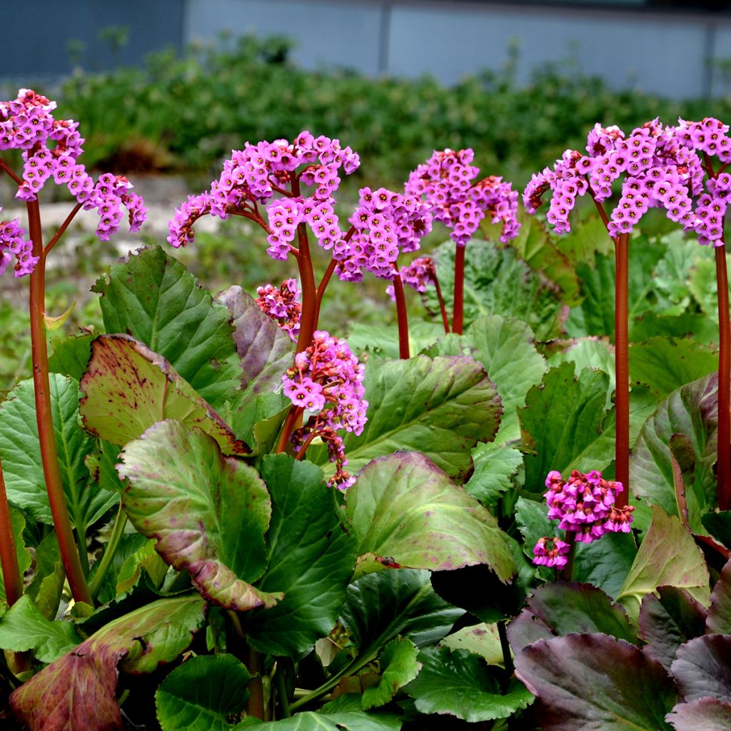 Bergenia Rotblum - Plante des savetiers