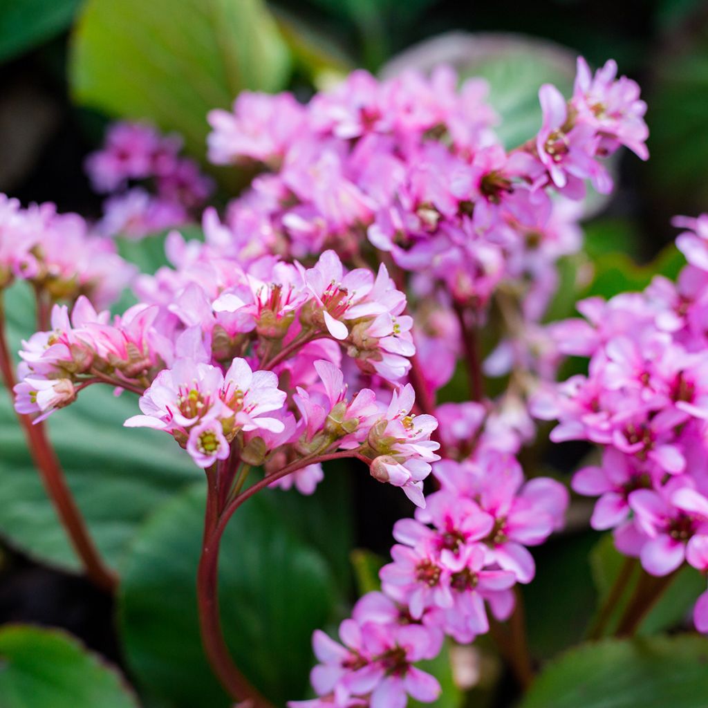 Bergenia Rotblum - Plante des savetiers