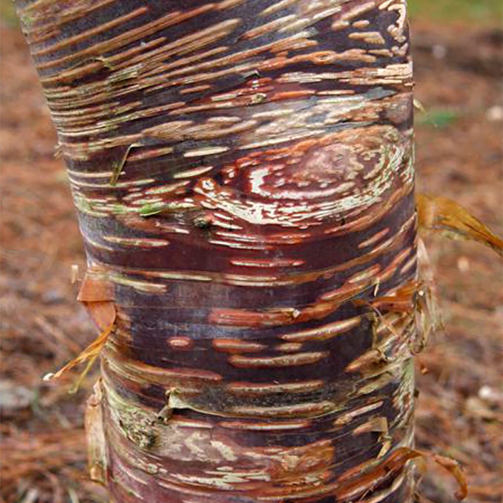 Betula ermanii Mount Zao Purple - Bouleau d'Erman à écorce pourpre