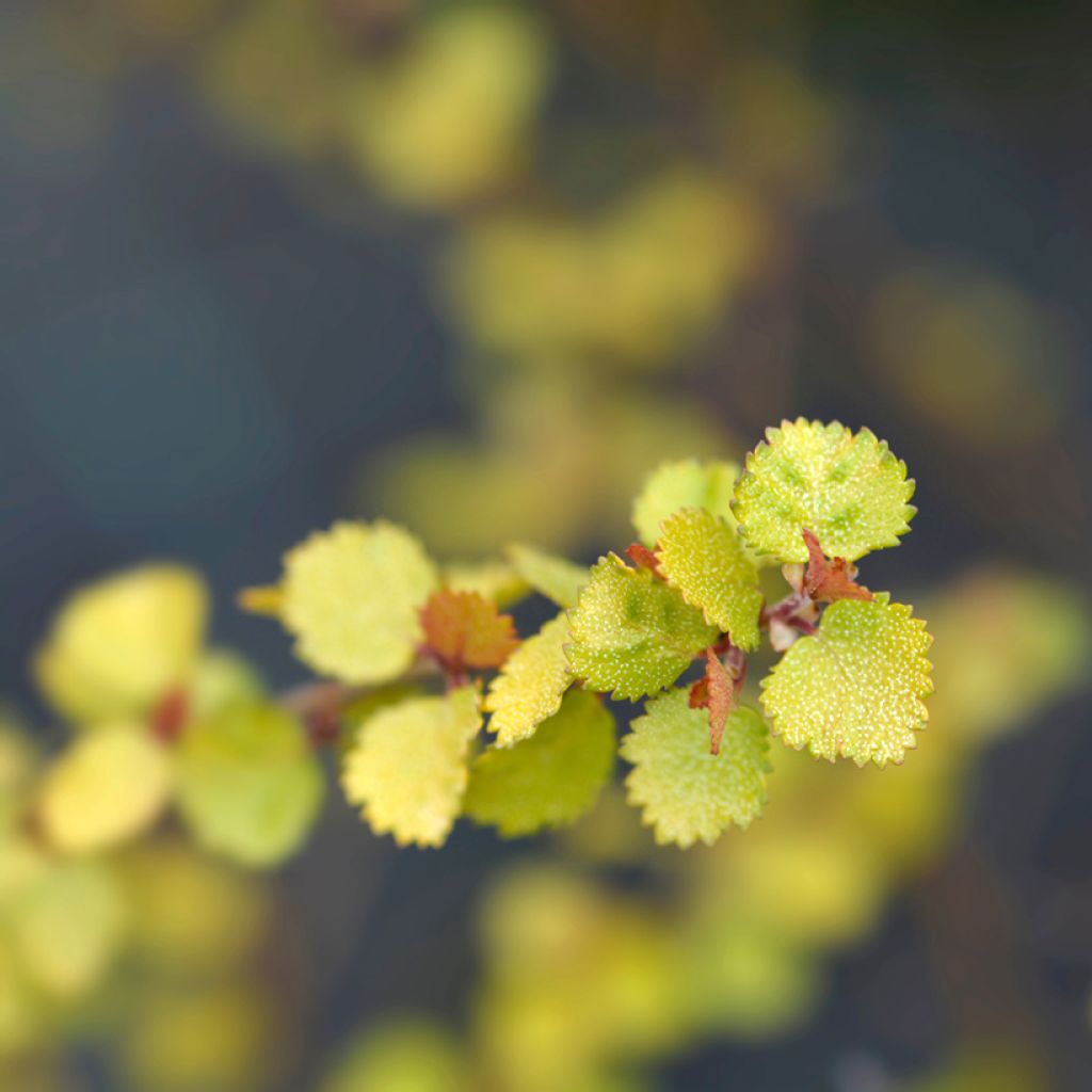 Betula nana Golden Treasure - Bouleau nain à feuillage doré