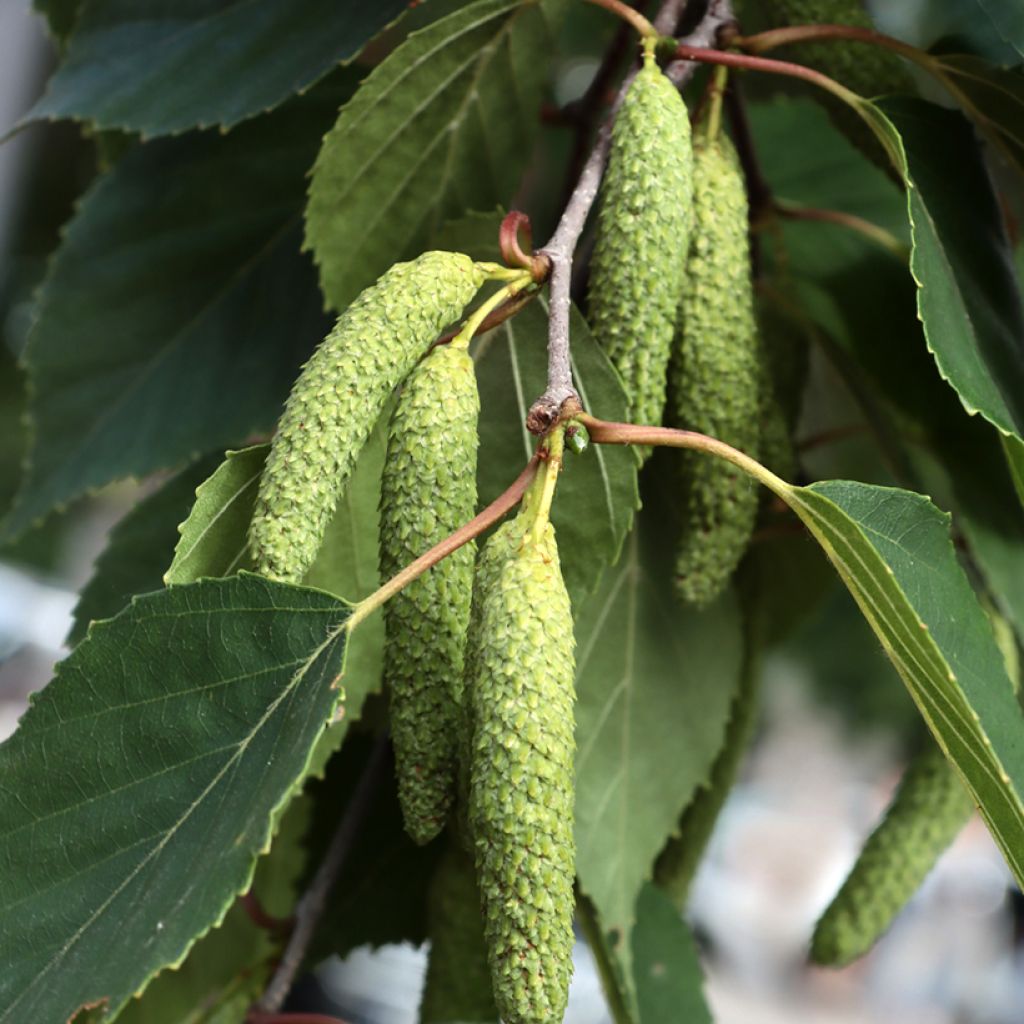 Betula papyrifera - Bouleau à papier