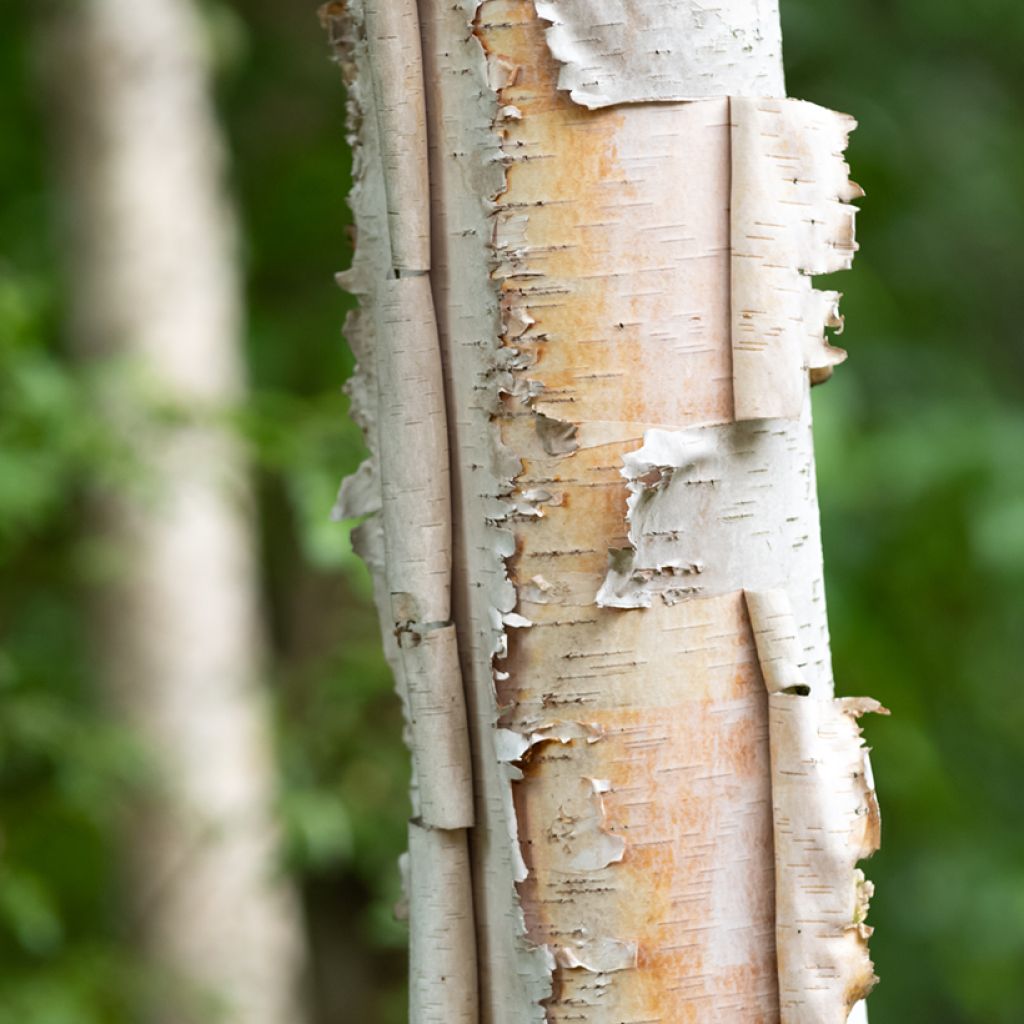 Betula papyrifera - Bouleau à papier