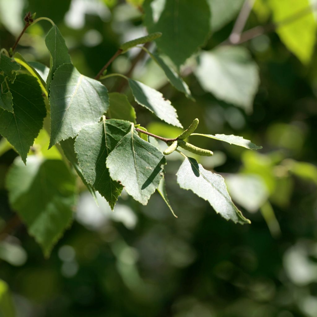 Betula papyrifera - Bouleau à papier