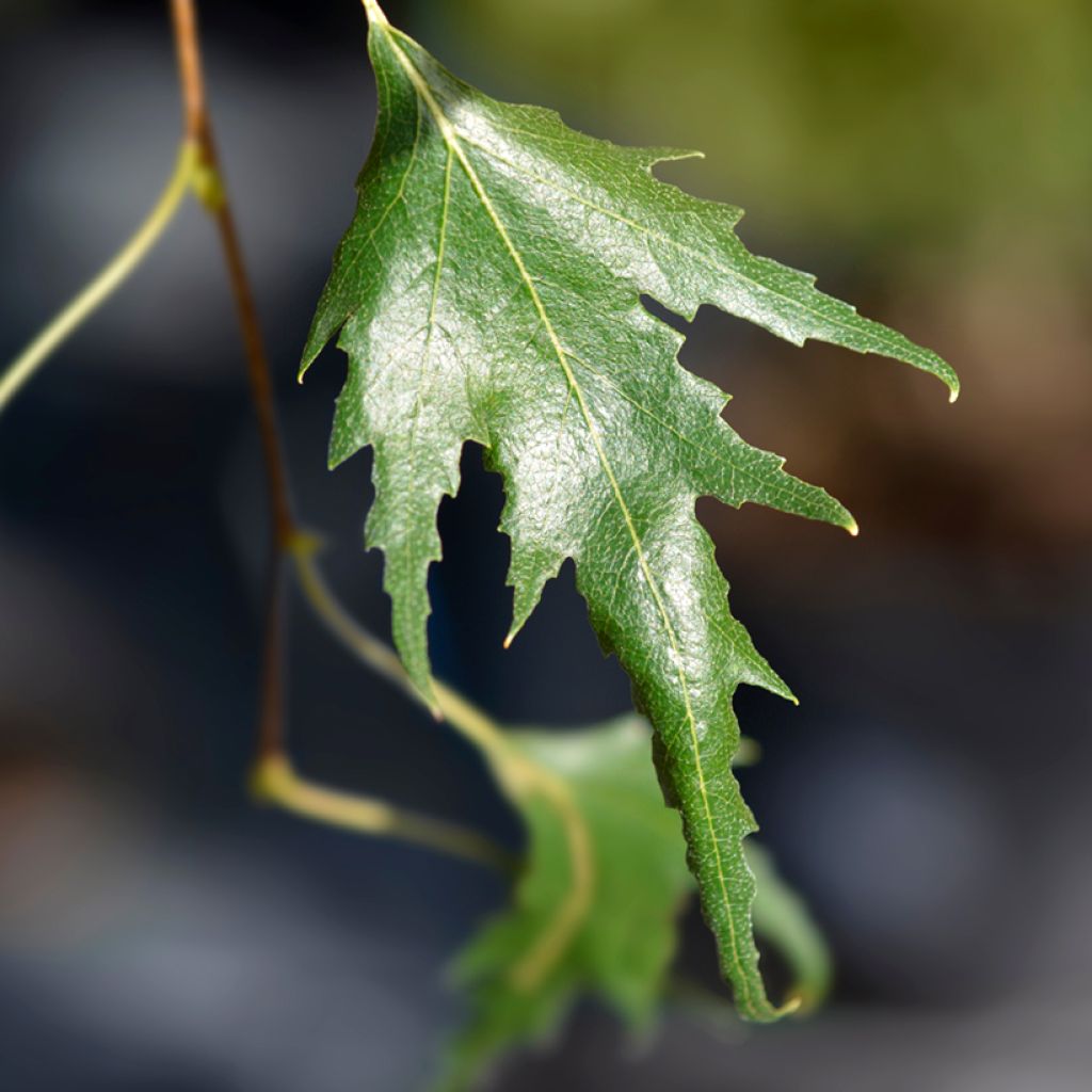 Bouleau pleureur - Betula pendula Gracilis