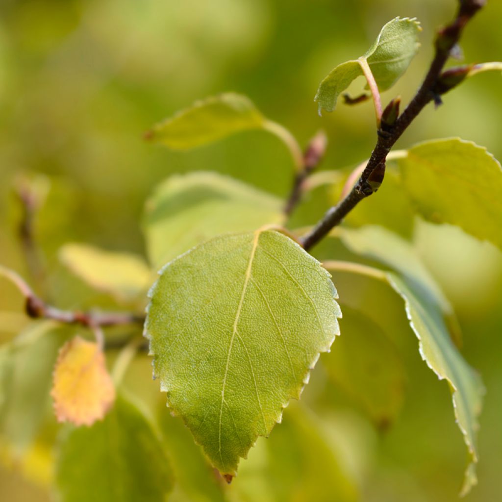 Betula pendula Magical Globe - Bouleau commun