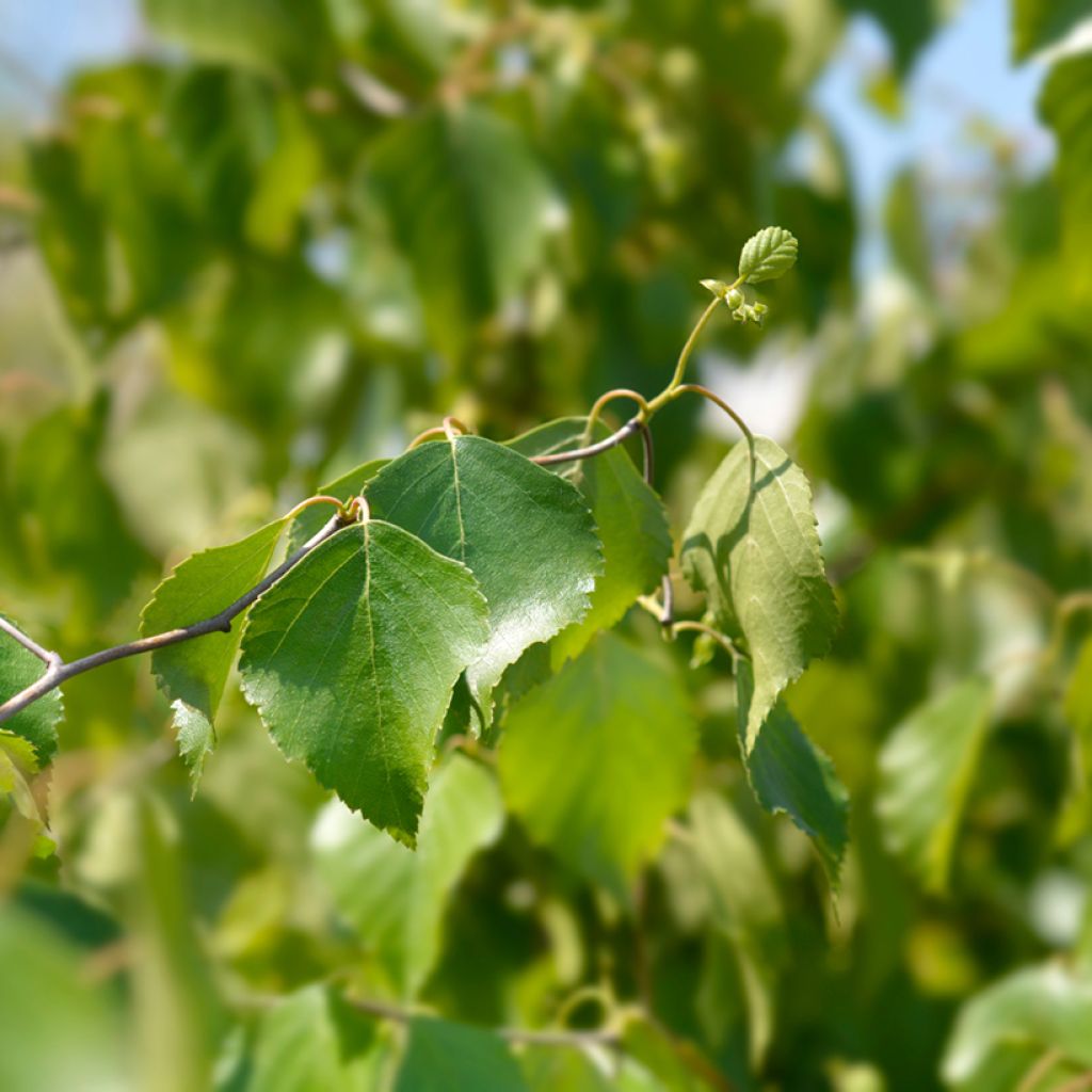 Bouleau tortueux - Betula pendula Spider Alley