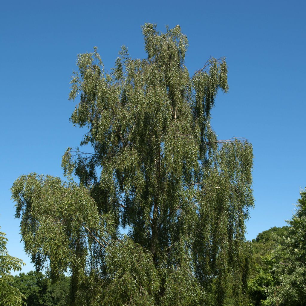 Betula pendula Tristis - Bouleau pleureur