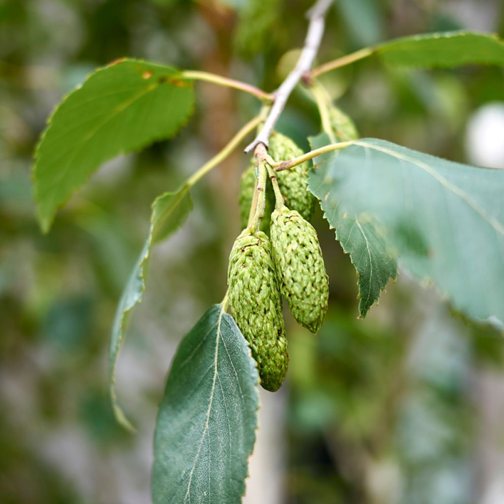 Betula pubescens - Bouleau pubescent