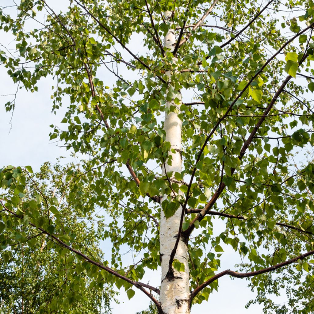 Betula pubescens - Bouleau pubescent