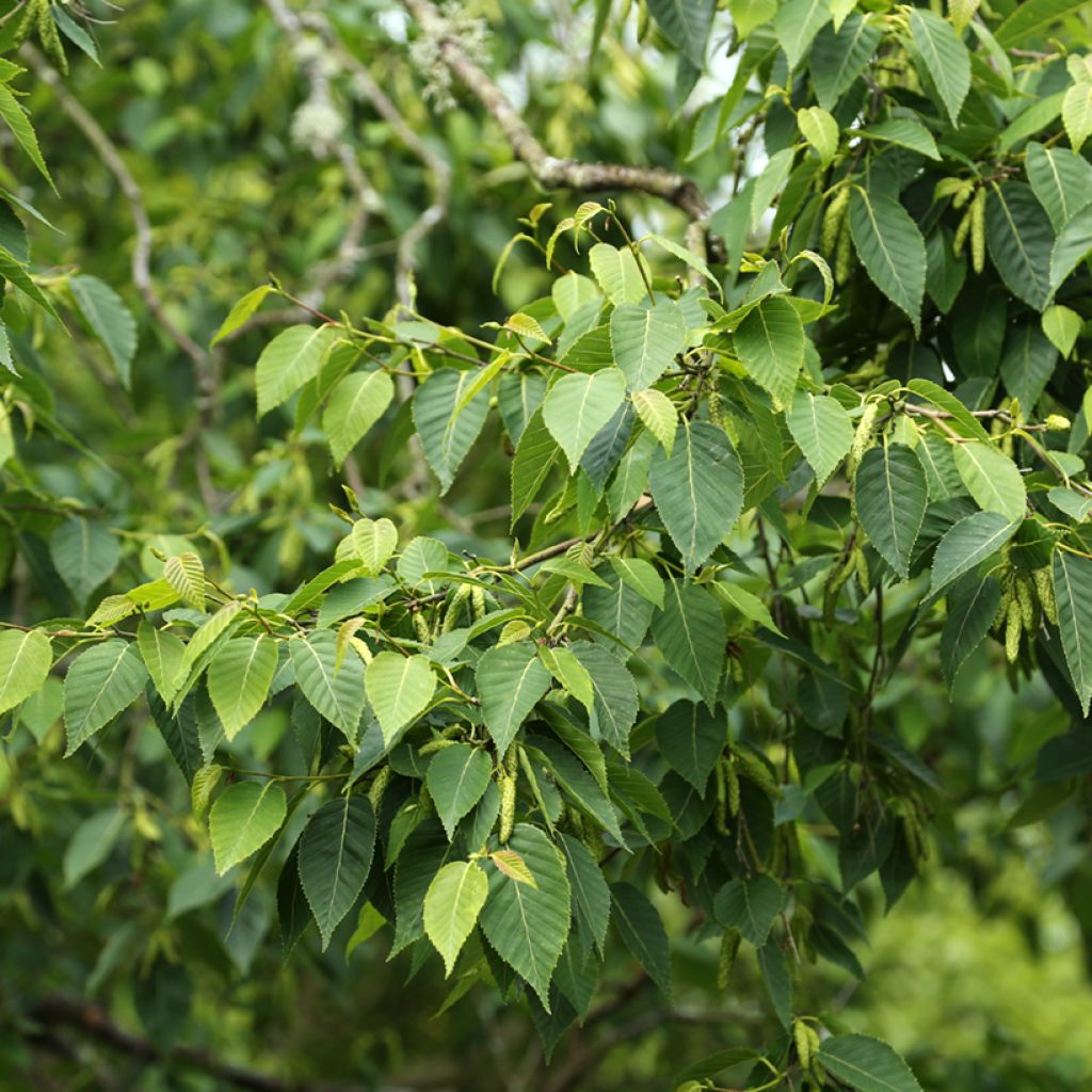 Bouleau de l'Himalaya - Betula utilis var. prattii