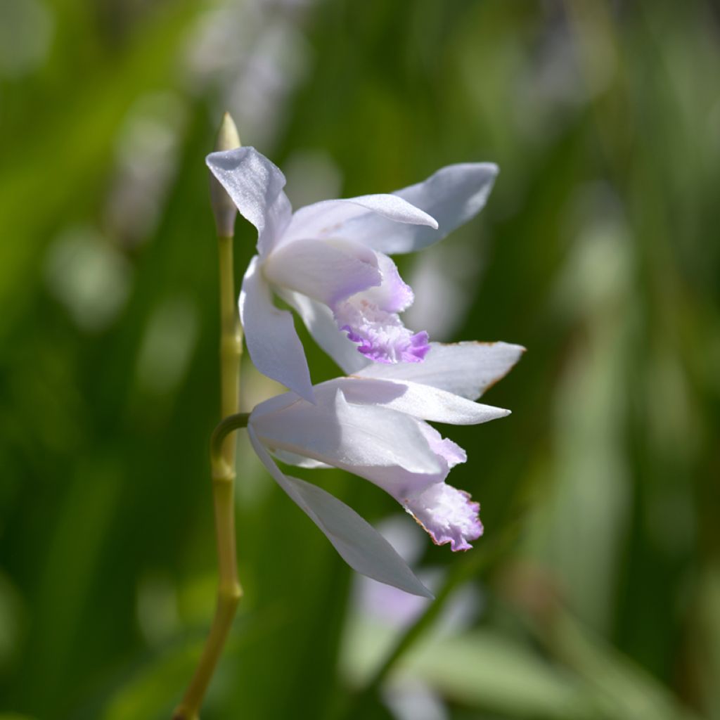 Bletilla striata Kuchi-beni - Orchidée jacinthe