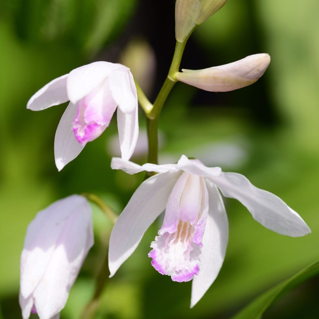 Bletilla striata Kuchi-beni - Orchidée jacinthe