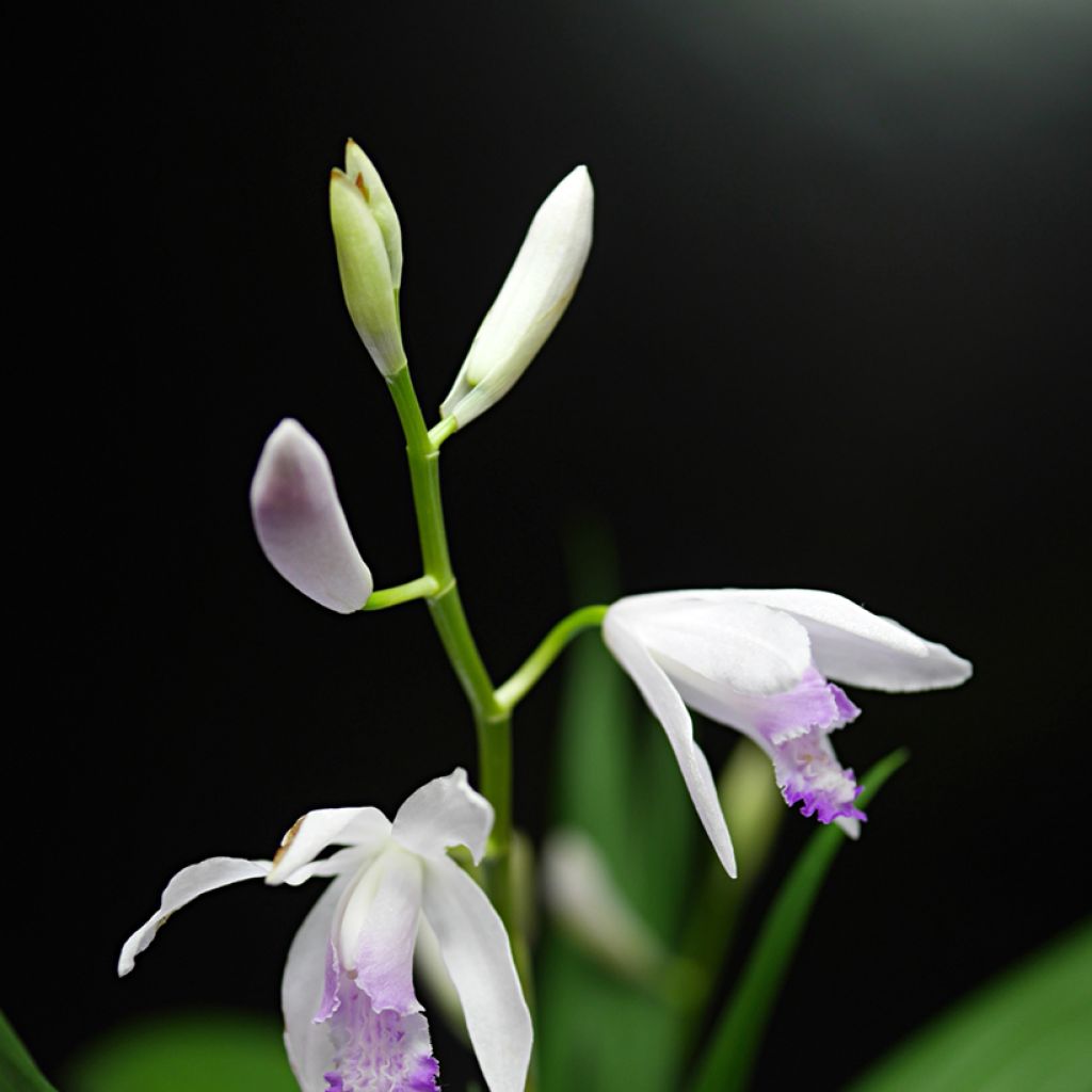 Bletilla striata Kuchi-beni - Orchidée jacinthe