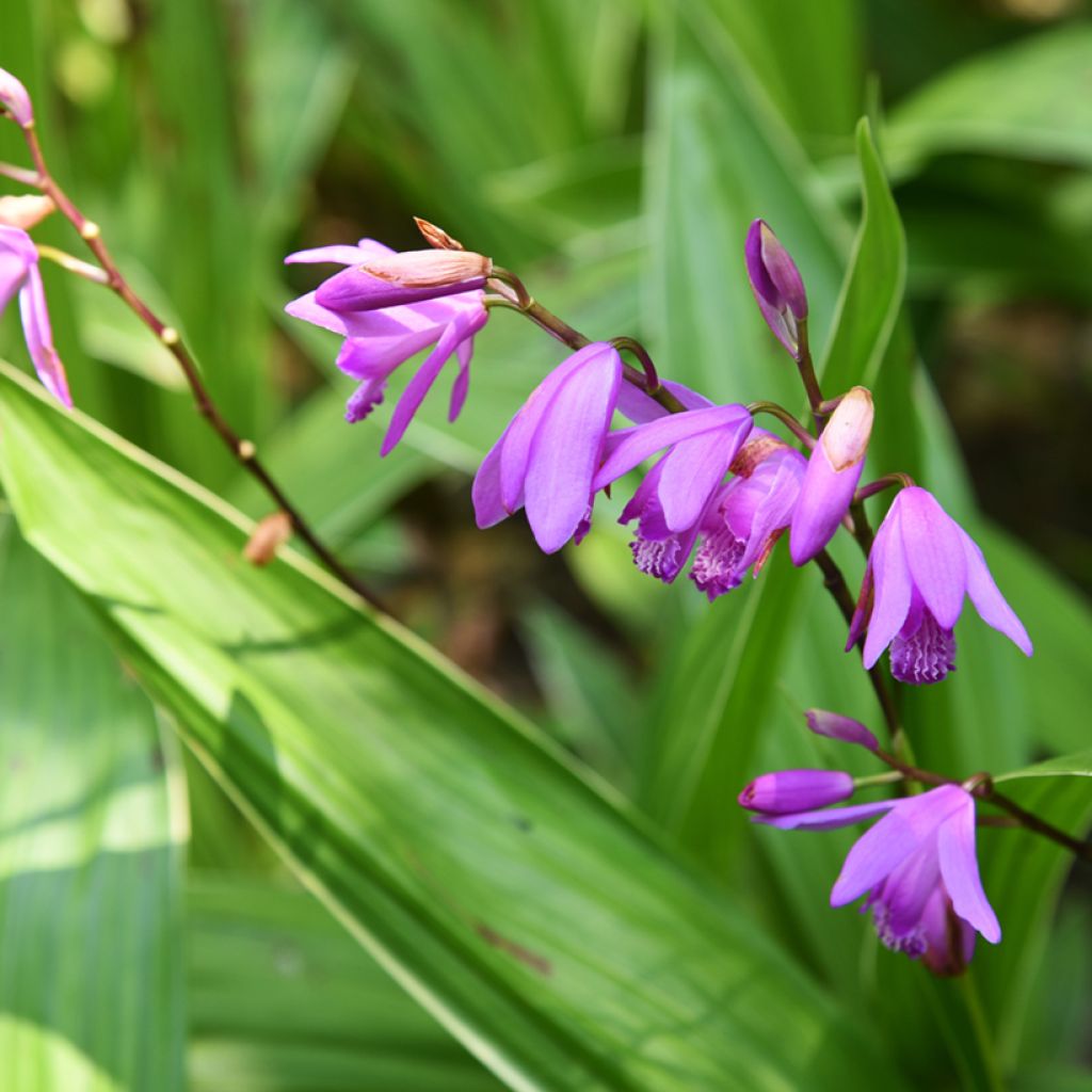 Bletilla variegated - Orchidée jacinthe panachée