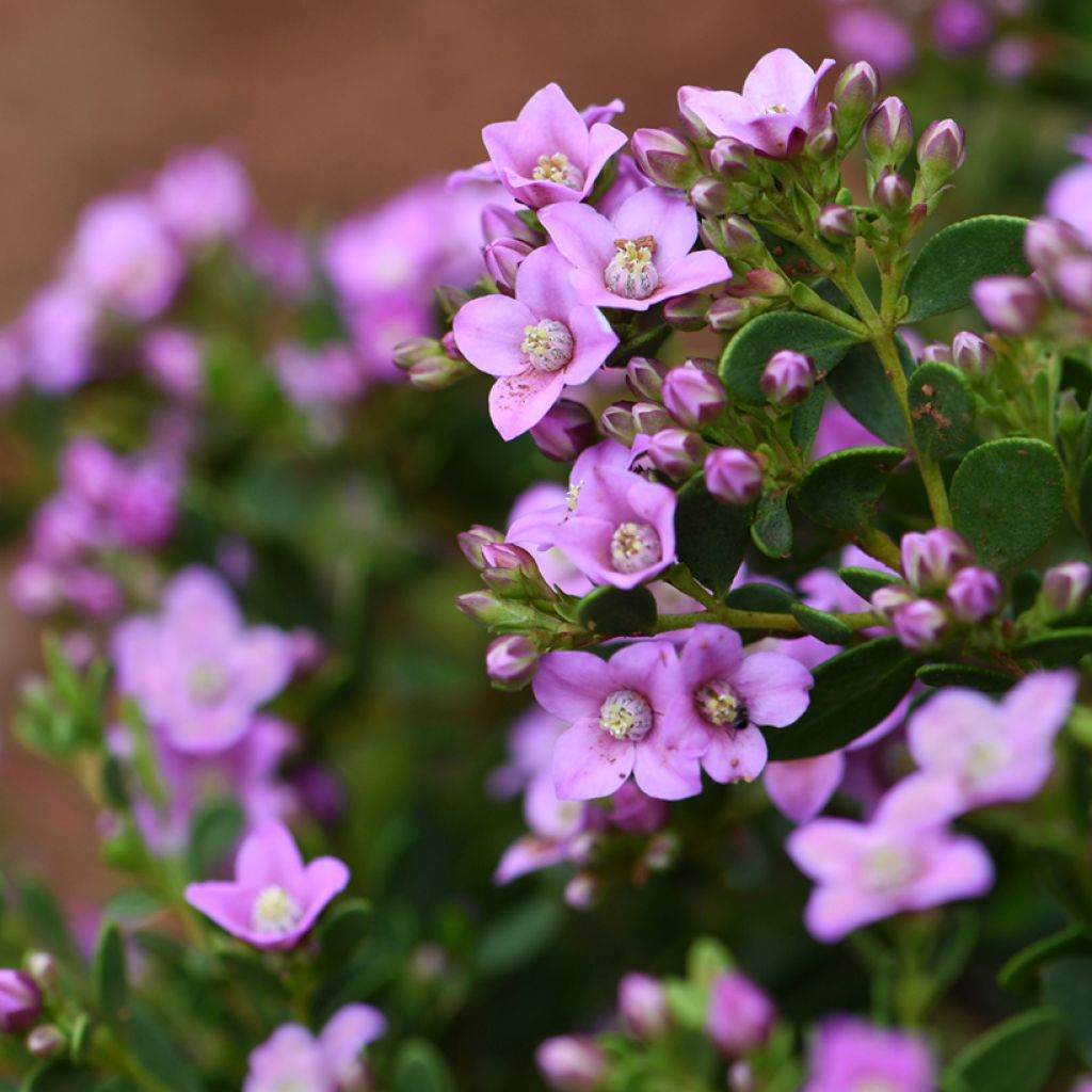 Boronia crenulata Shark Bay - Boronie à feuilles crénelées