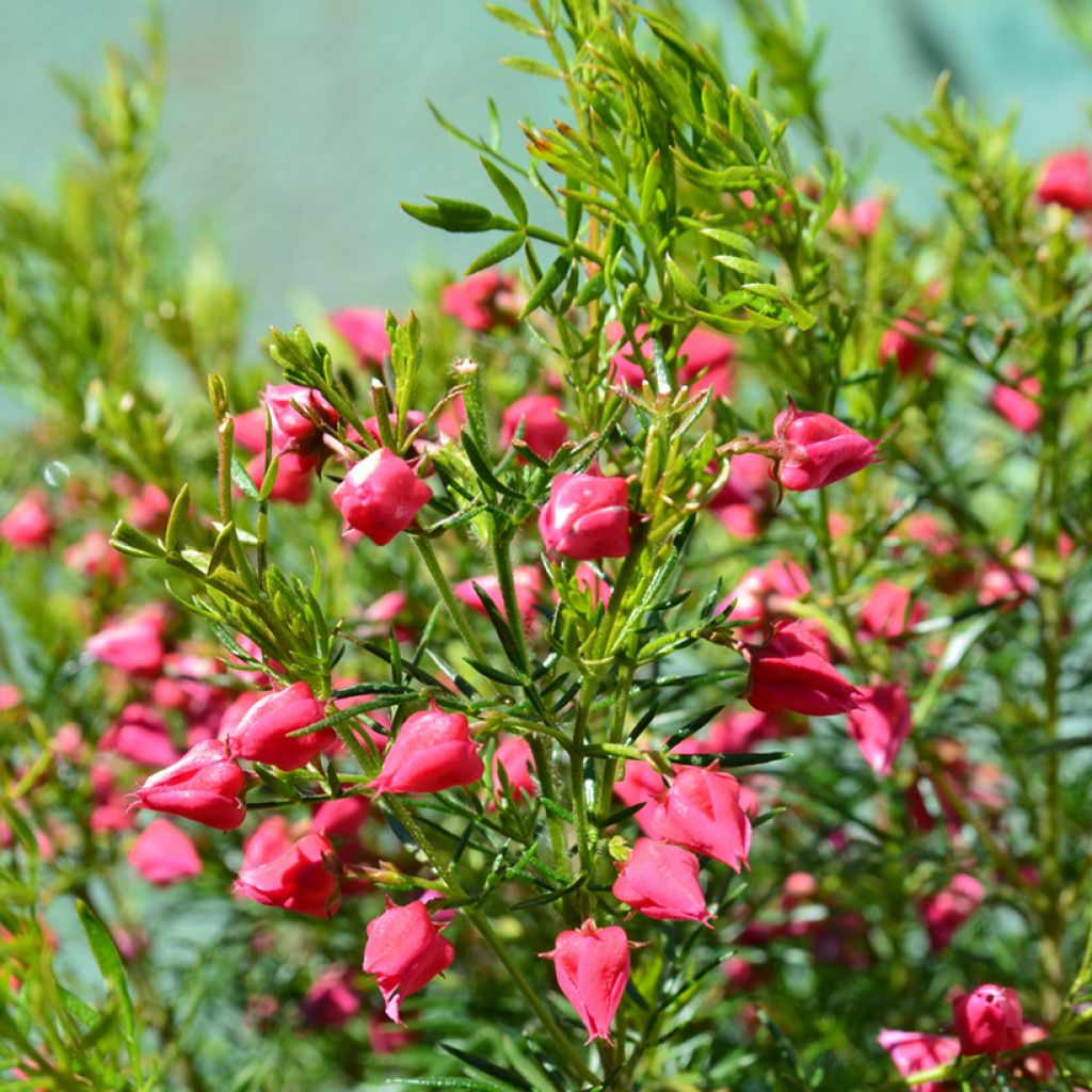 Boronia heterophylla - Boronie à feuillage varié.