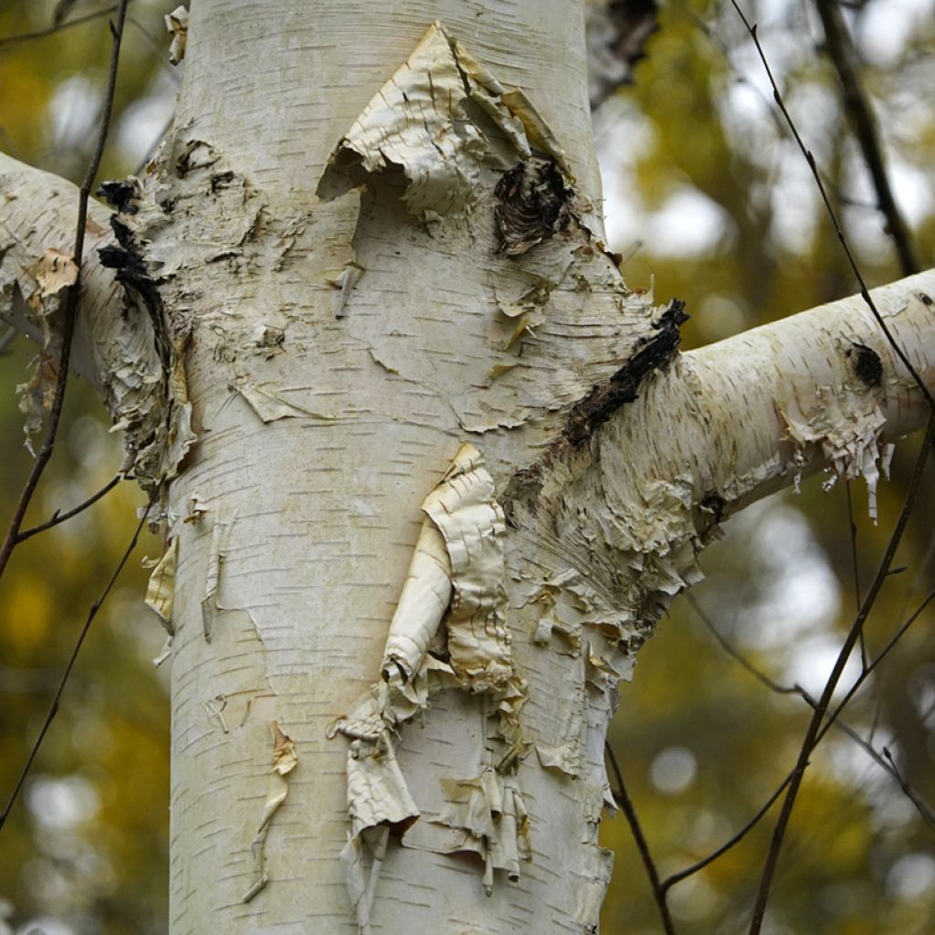 Bouleau blanc de l'Himalaya - Betula utilis var.  jacquemontii 'Doorenbos'