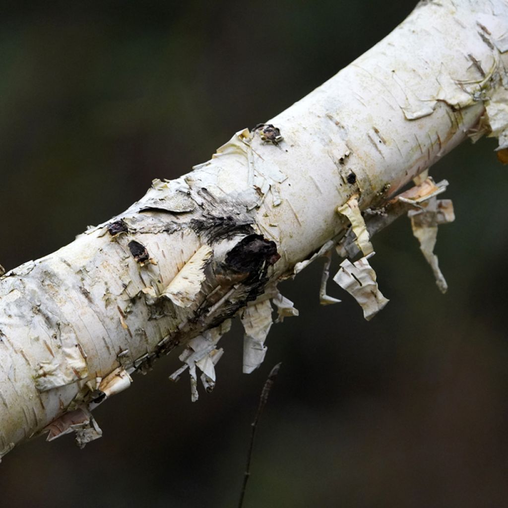 Bouleau blanc de l'Himalaya - Betula utilis var.  jacquemontii 'Doorenbos'