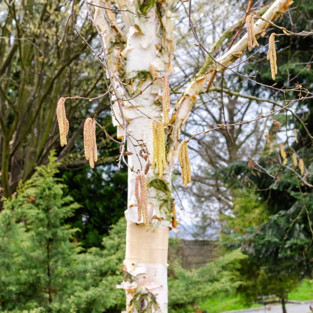 Bouleau de Chine - Betula albosinensis Fascination