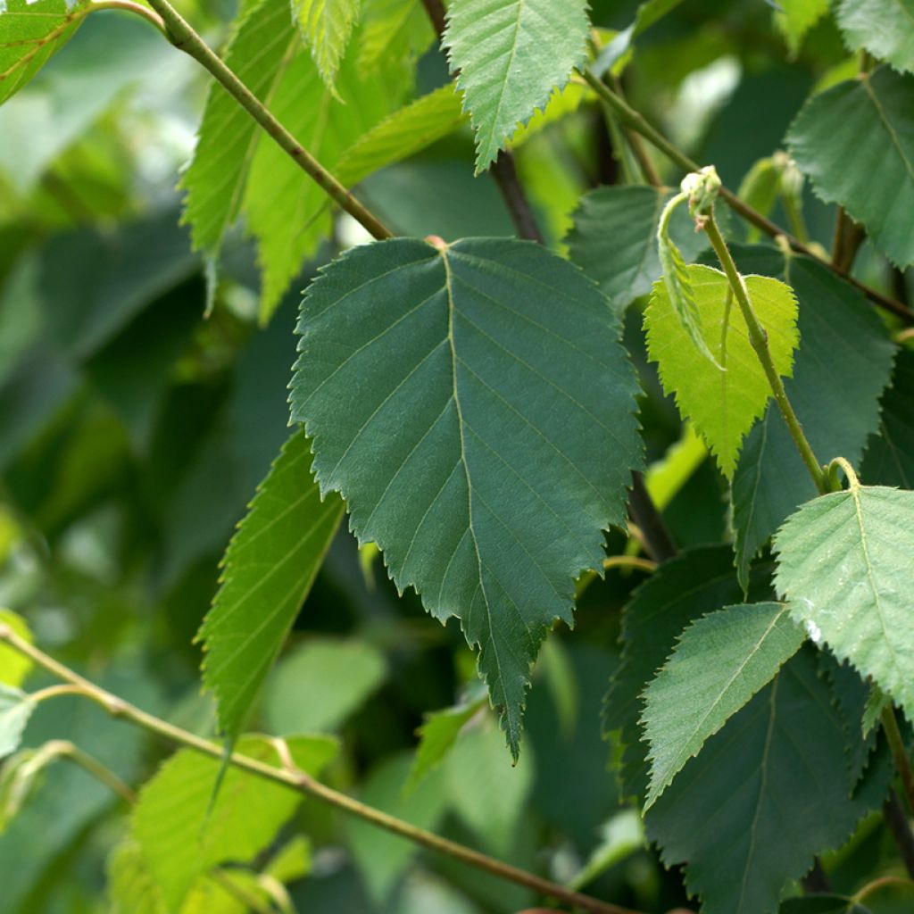 Bouleau de Chine - Betula albosinensis Fascination