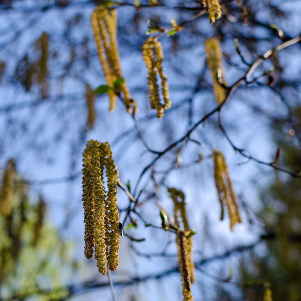 Bouleau de Chine - Betula albosinensis Fascination