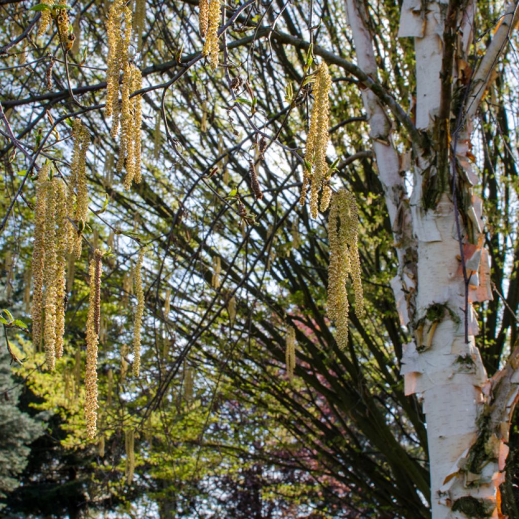 Bouleau de Chine - Betula albosinensis Fascination