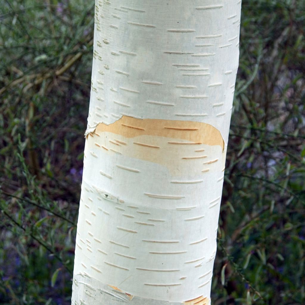 Bouleau de l'Himalaya - Betula utilis jacquemontii