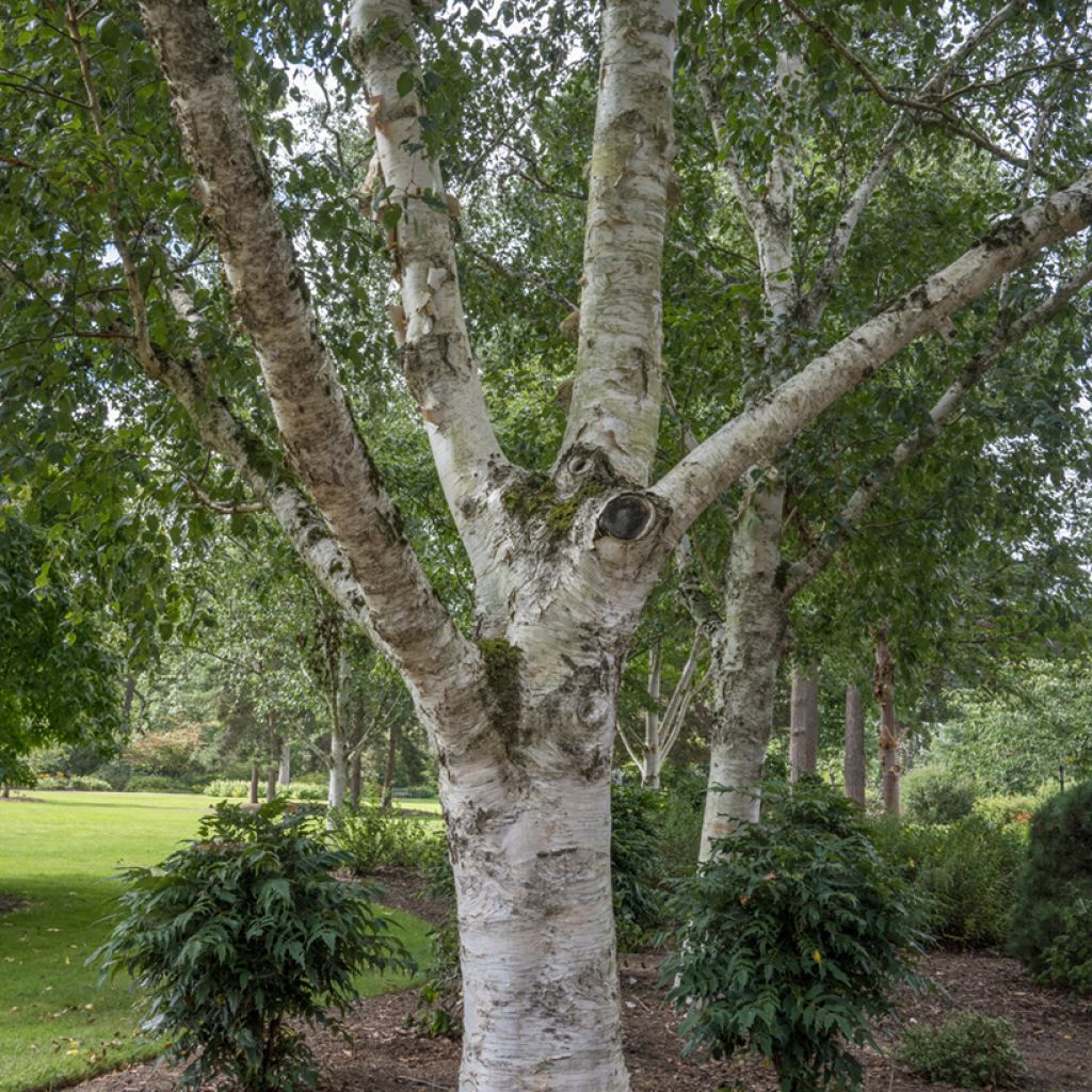 Bouleau de l'Himalaya - Betula utilis jacquemontii