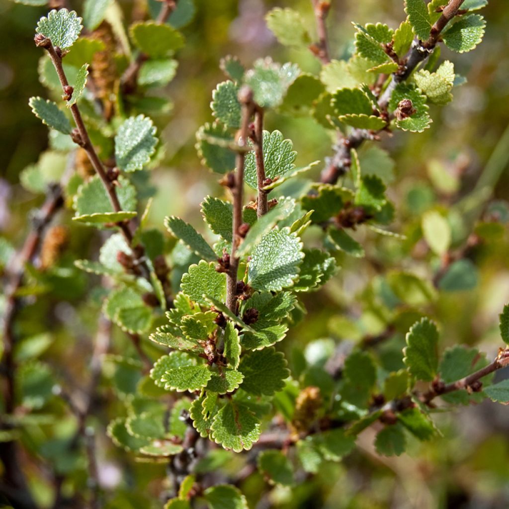 Bouleau nain - Betula nana