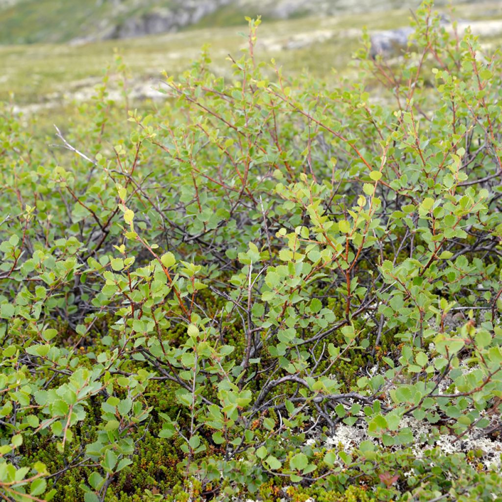 Bouleau nain - Betula nana