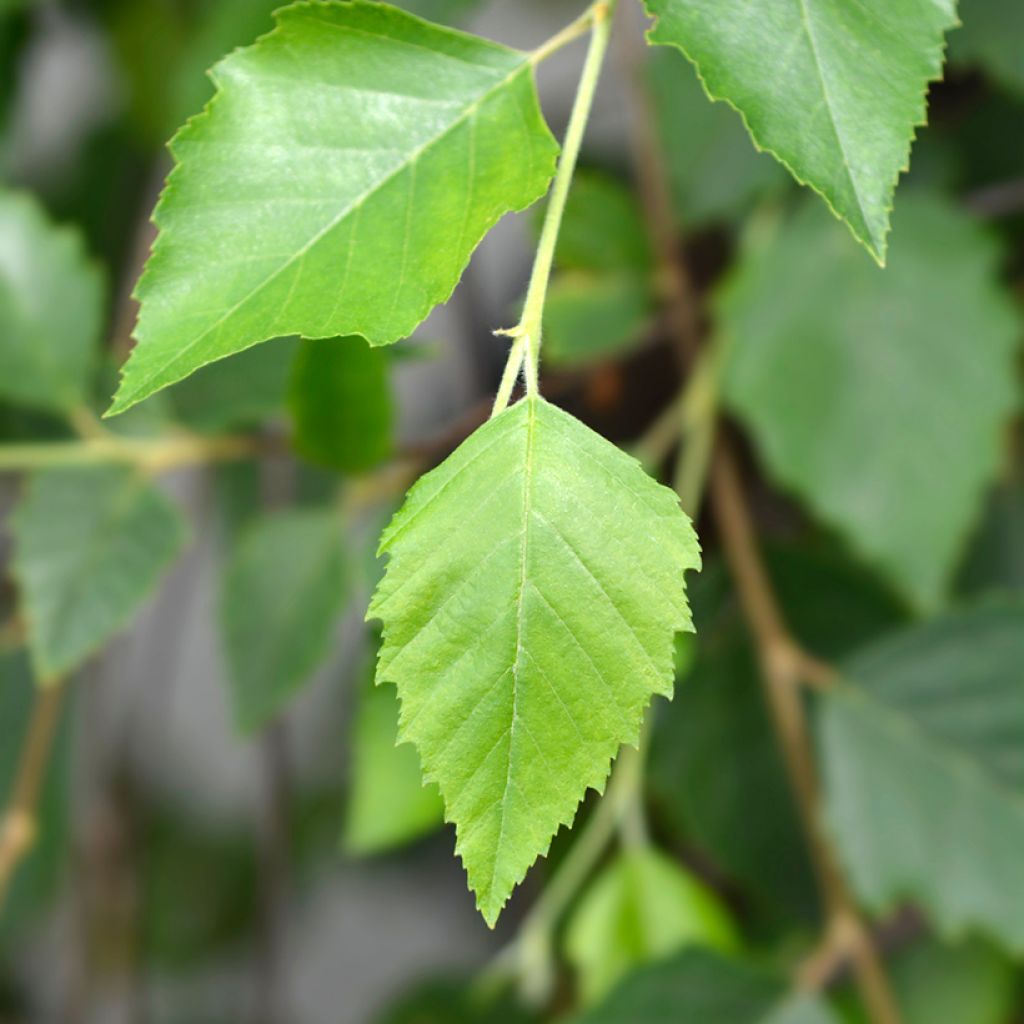 Bouleau noir - Betula nigra Summer Cascade