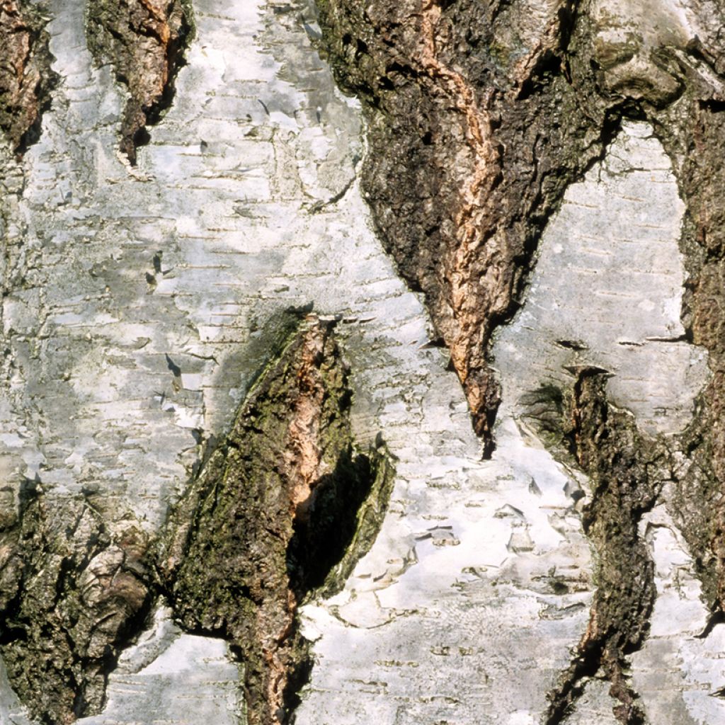 Bouleau pleureur - Betula pendula Crispa