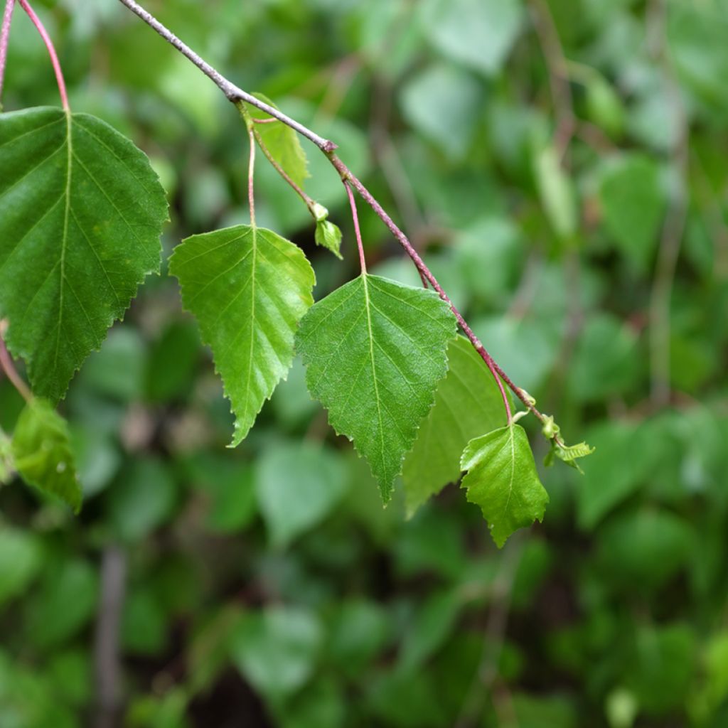 Bouleau pleureur Youngii - Betula pendula