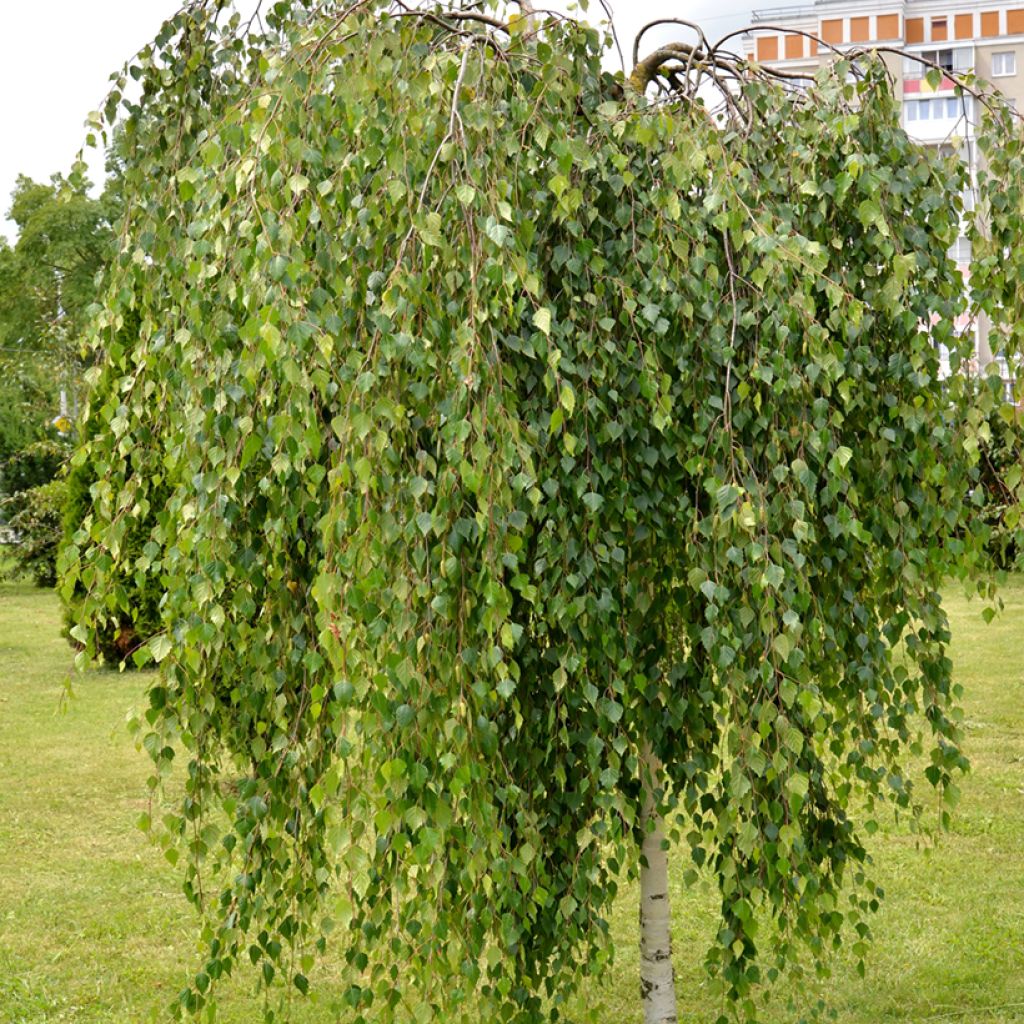 Bouleau pleureur Youngii - Betula pendula