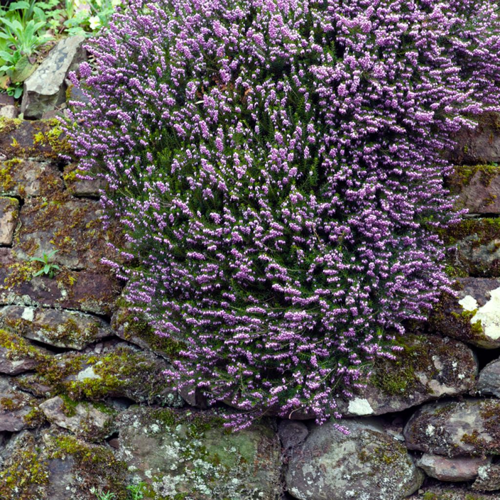 Bruyère de Darley - Erica darleyensis Furzey