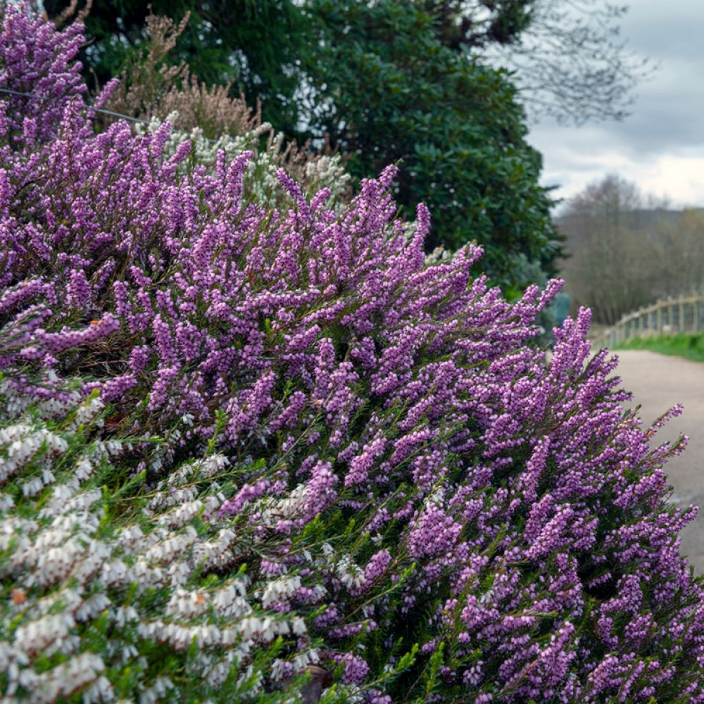 Bruyère de Darley - Erica darleyensis Furzey