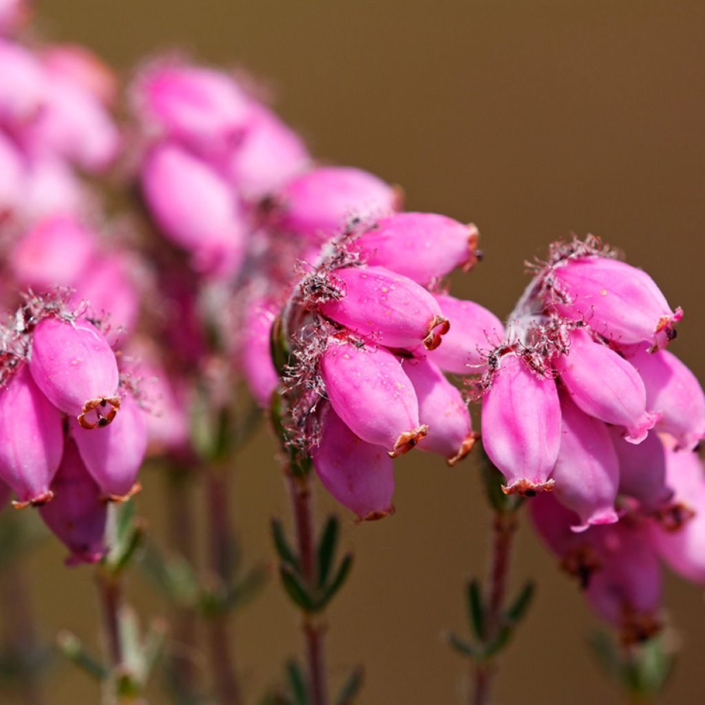 Bruyère des marais - Erica tetralix Alba