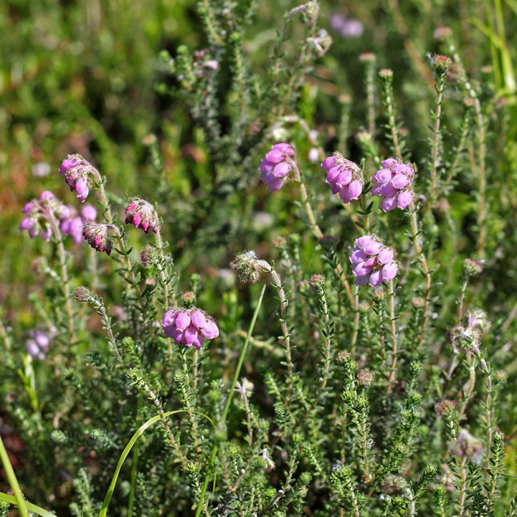 Bruyère des marais - Erica tetralix Alba