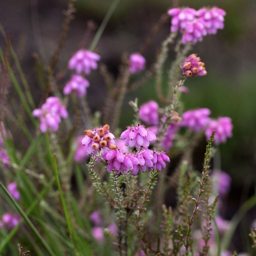 Bruyère des marais - Erica tetralix Alba