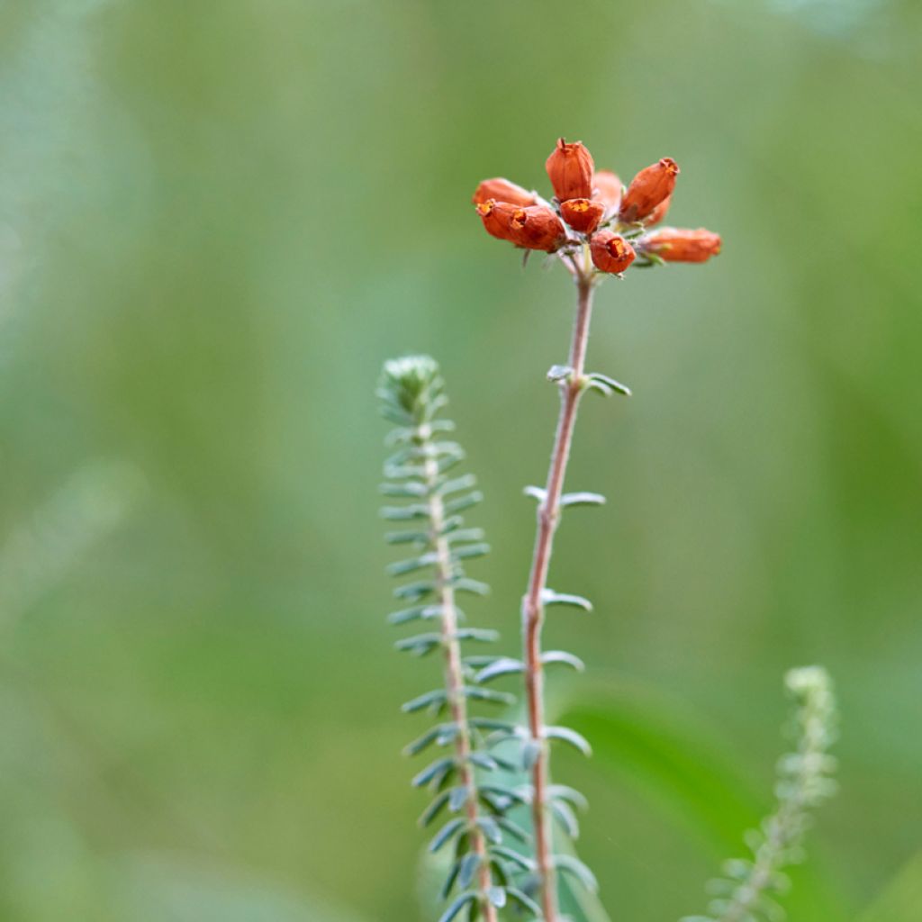 Bruyère des marais - Erica tetralix Alba