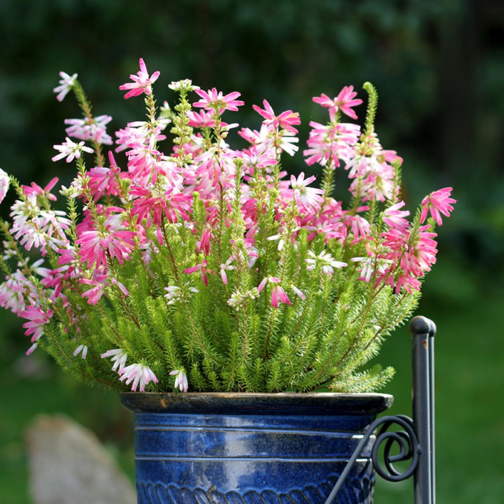 Bruyère du Cap - Erica verticillata