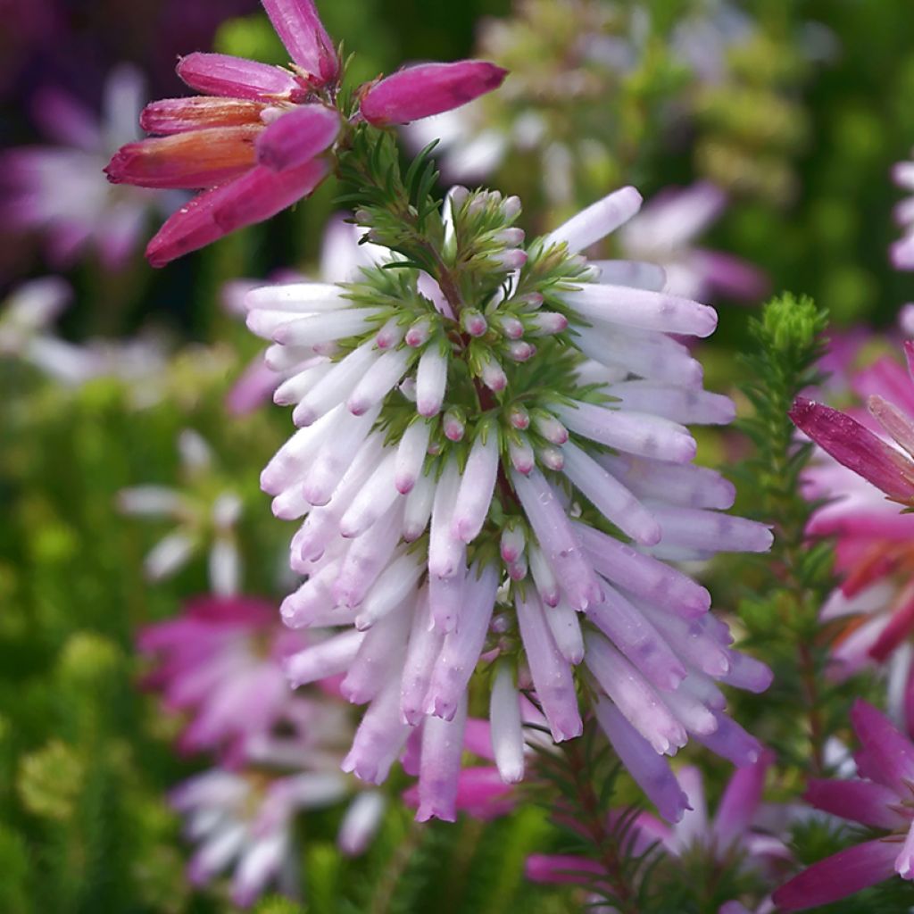 Bruyère du Cap - Erica verticillata