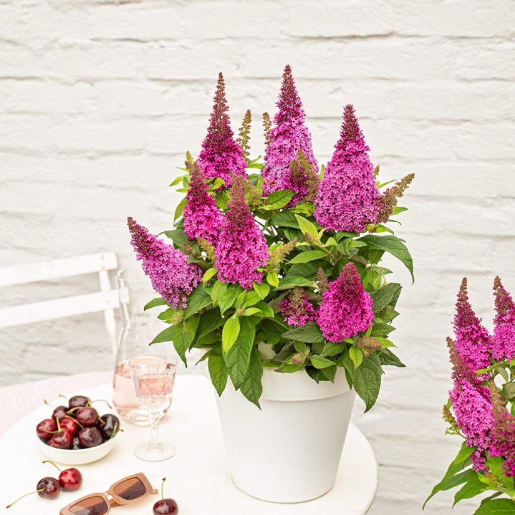 Buddleja Butterfly Candy Little Cerise - Arbre aux papillons nain