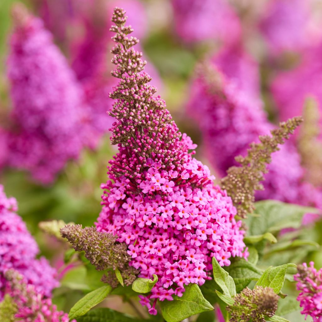 Buddleja Butterfly Candy Little Cerise - Arbre aux papillons nain